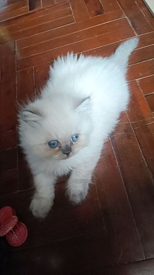 แมวหิมาลายันB.02เพศผู้