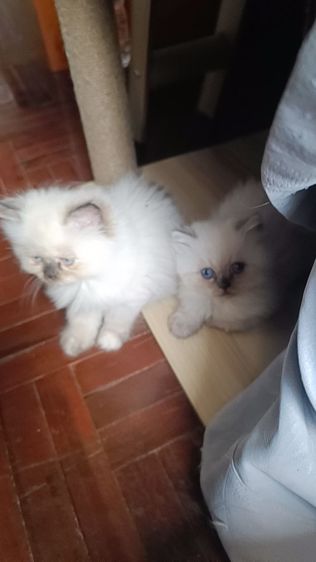 แมวหิมาลายันB.02เพศผู้ รูปที่ 12