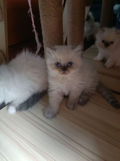 แมวหิมาลายันB.02เพศผู้ รูปที่ 9