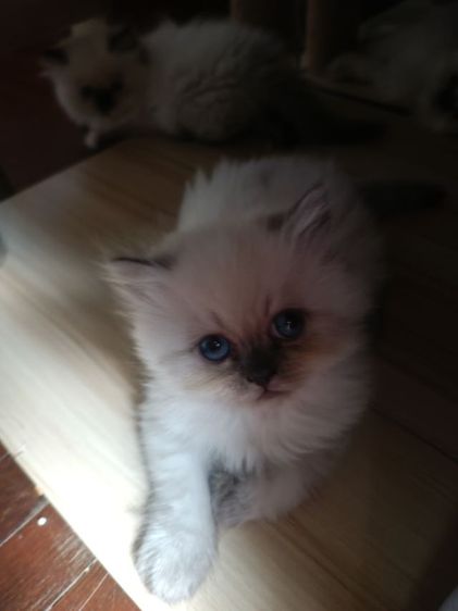 แมวหิมาลายันB.02เพศผู้ รูปที่ 7