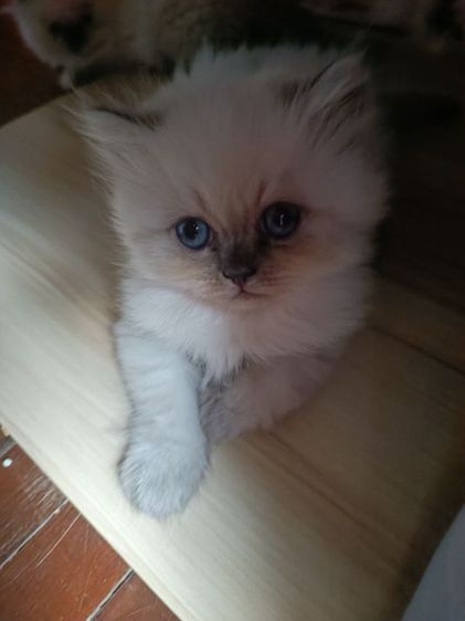 แมวหิมาลายันB.02เพศผู้ รูปที่ 4