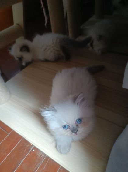 แมวหิมาลายันB.02เพศผู้ รูปที่ 5