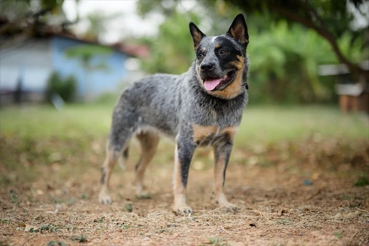 Australian Cattledog puppys รูปที่ 6