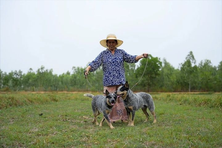 Australian Cattledog puppys รูปที่ 7