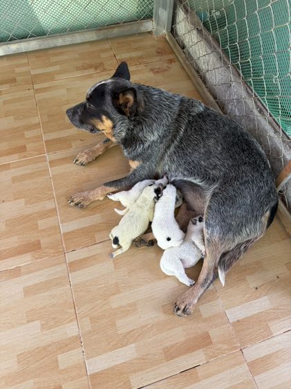 Australian Cattledog puppys รูปที่ 3