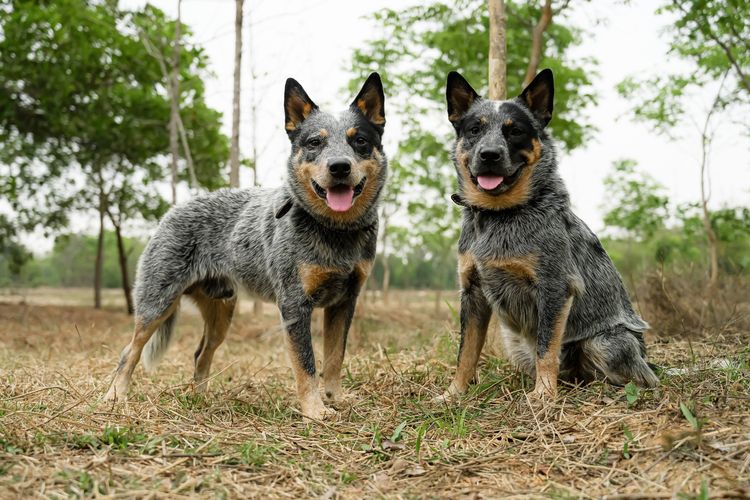Australian Cattledog puppys รูปที่ 5