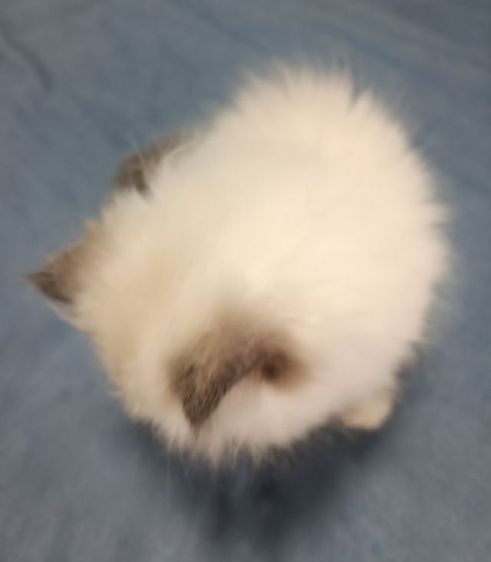 แมวหิมาลายันB.03เพศเมีย รูปที่ 7