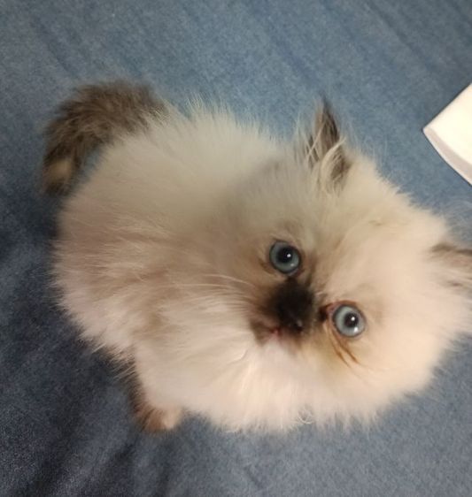 แมวหิมาลายันB.03เพศเมีย รูปที่ 5