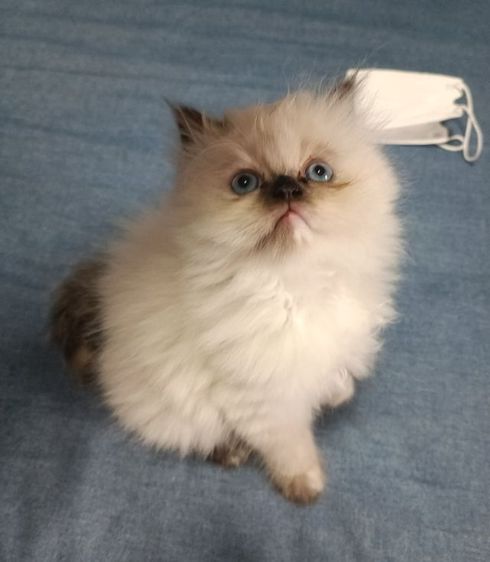 แมวหิมาลายันB.03เพศเมีย รูปที่ 3