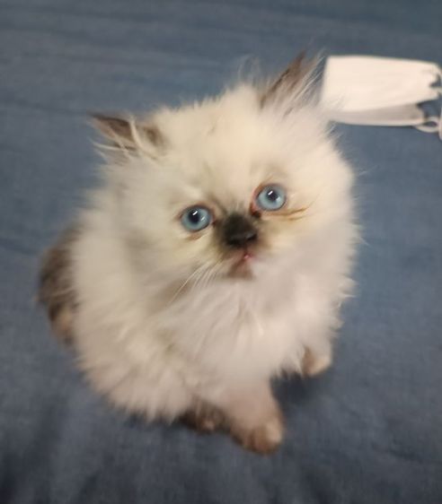 แมวหิมาลายันB.03เพศเมีย รูปที่ 4