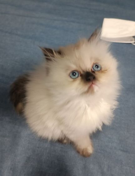 แมวหิมาลายันB.03เพศเมีย รูปที่ 2