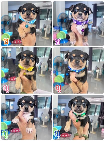 ชิวาว่า