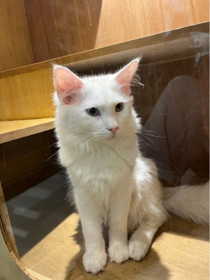 แมวเมนคูน ตาสองสี เพศผู้ 6เดือน รูปที่ 3