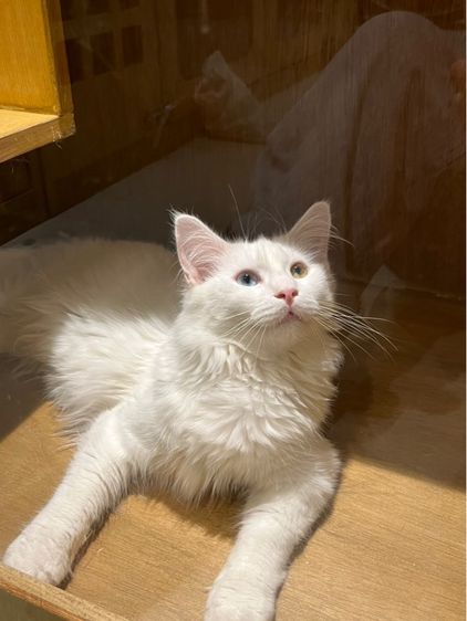 แมวเมนคูน ตาสองสี เพศผู้ 6เดือน รูปที่ 2