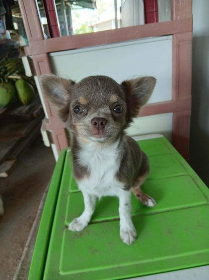 ชิวาว่า เ รูปที่ 2