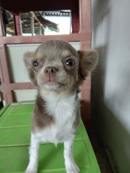 ชิวาว่า เ รูปที่ 8