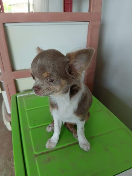 ชิวาว่า เ