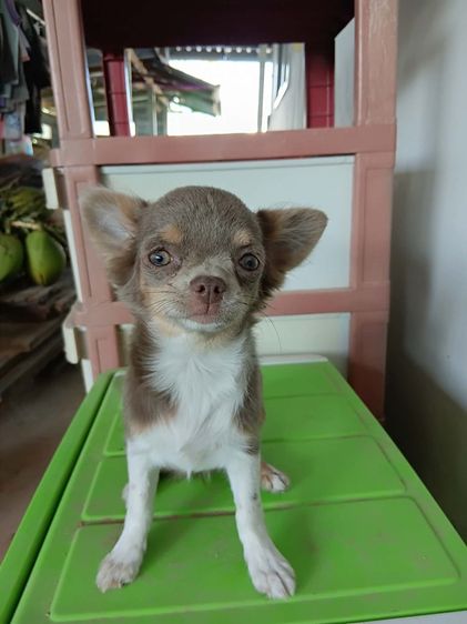 ชิวาว่า เ รูปที่ 3