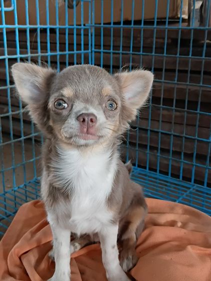 ชิวาว่า เ รูปที่ 6