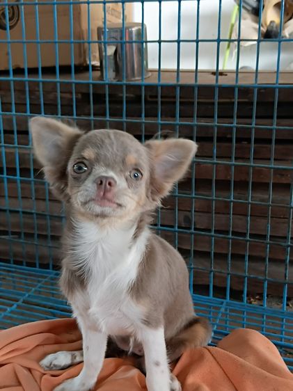 ชิวาว่า เ รูปที่ 9