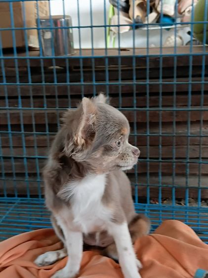 ชิวาว่า เ รูปที่ 4