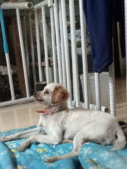 ให้ฟรี รูปที่ 2