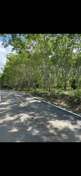 ขายสวนยาง 74 ไร่ มีโฉนด รูปที่ 3