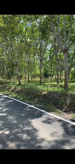 ขายสวนยาง 74 ไร่ มีโฉนด