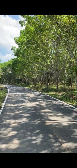 ขายสวนยาง 74 ไร่ มีโฉนด รูปที่ 2