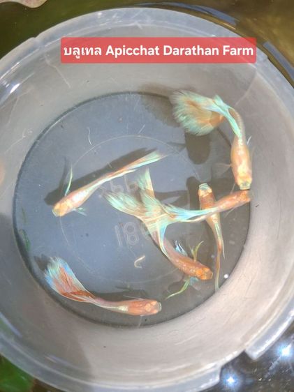 ปลาหางนกยูงระยอง รูปที่ 4