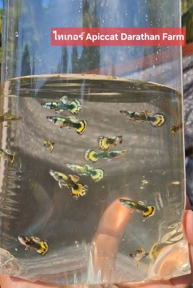 ปลาหางนกยูงระยอง รูปที่ 2