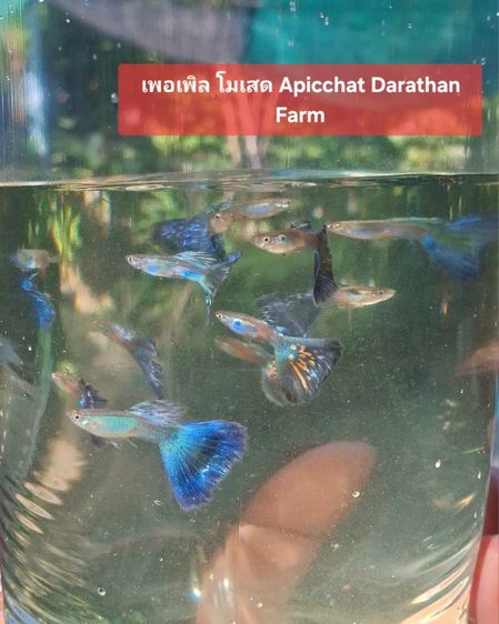 ปลาหางนกยูงระยอง รูปที่ 6