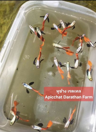 ปลาหางนกยูงระยอง รูปที่ 12