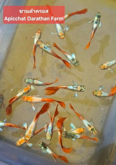 ปลาหางนกยูงระยอง รูปที่ 17