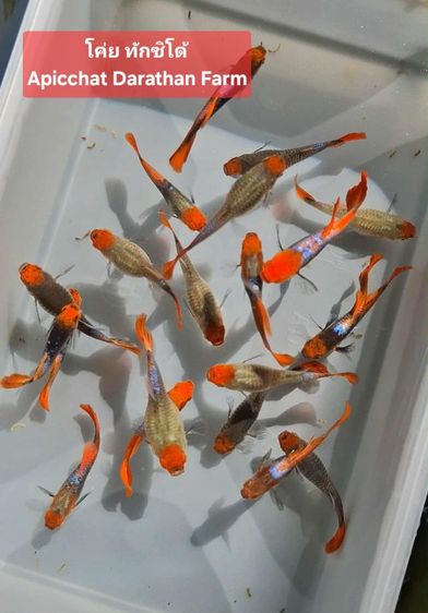 ปลาหางนกยูงระยอง รูปที่ 18