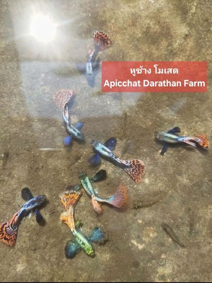 ปลาหางนกยูงระยอง รูปที่ 9