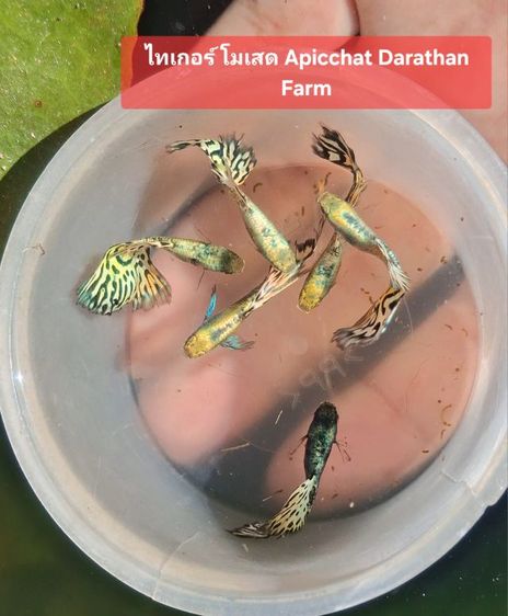 ปลาหางนกยูงระยอง