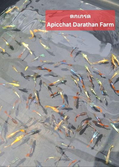 ปลาหางนกยูงระยอง รูปที่ 16