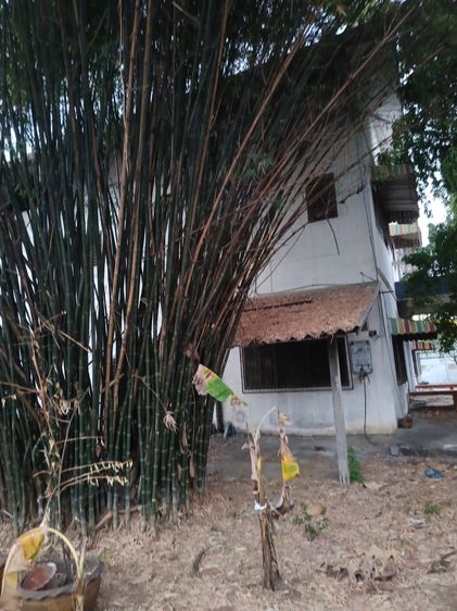 โกดังพร้อมที่ดิน เหมาะสำหรับทำธุรกิจออนไลน์หรือคลังสินค้า ทำเลใช้งานจริง เจโกดังพร้อมที่ดิน เหมาะทำธุรกิจออนไลน์หรือคลังสินค้า เจ้าของขายเอง รูปที่ 3