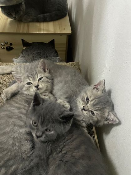 สาวน้อยสก๊อตติช รูปที่ 4