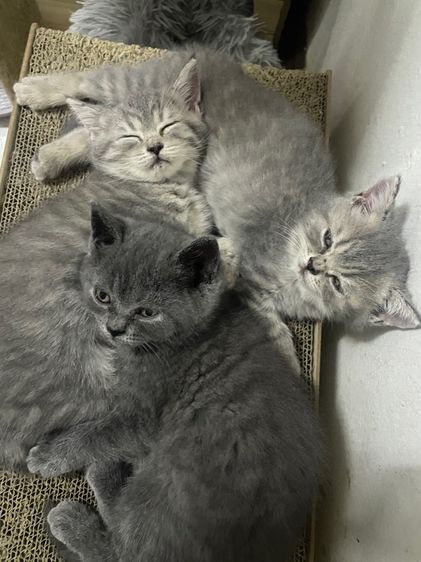 สาวน้อยสก๊อตติช