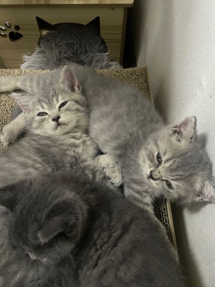 สาวน้อยสก๊อตติช รูปที่ 2