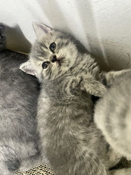 สาวน้อยสก๊อตติช รูปที่ 6