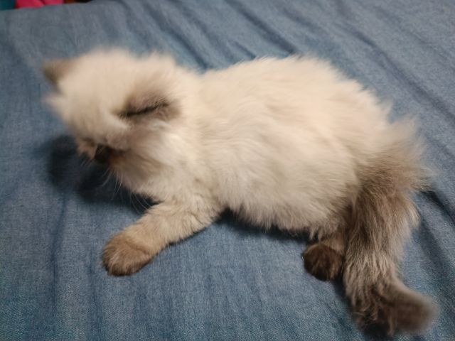 แมวหิมาลายัน B.04 เพศเมีย รูปที่ 6