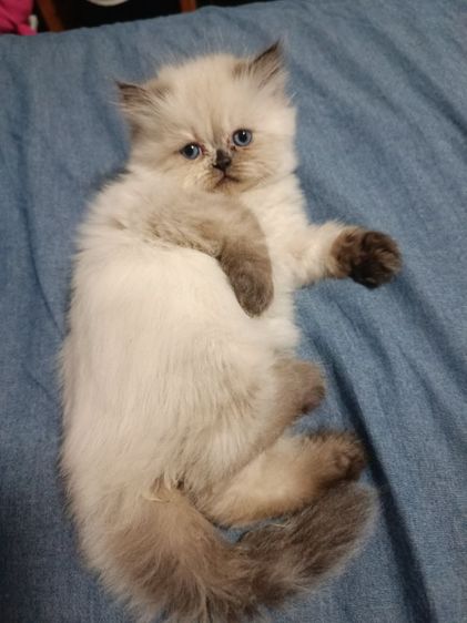 แมวหิมาลายัน B.04 เพศเมีย