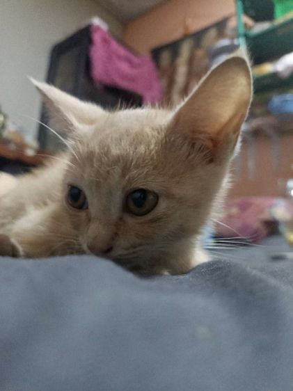 ลูกเเมวสก๊อดติ๊ดผสมไทย