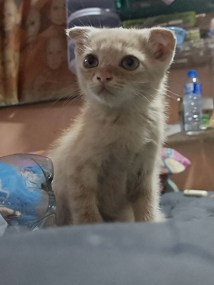 ลูกเเมวสก๊อดติ๊ดผสมไทย รูปที่ 2