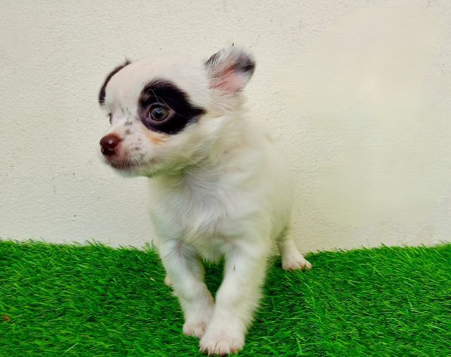 ชิวาวา (Chihuahua) เล็ก ชิวาว่าสาวน้อย