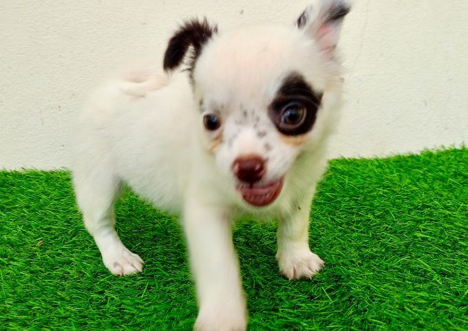 ชิวาว่าสาวน้อย รูปที่ 2