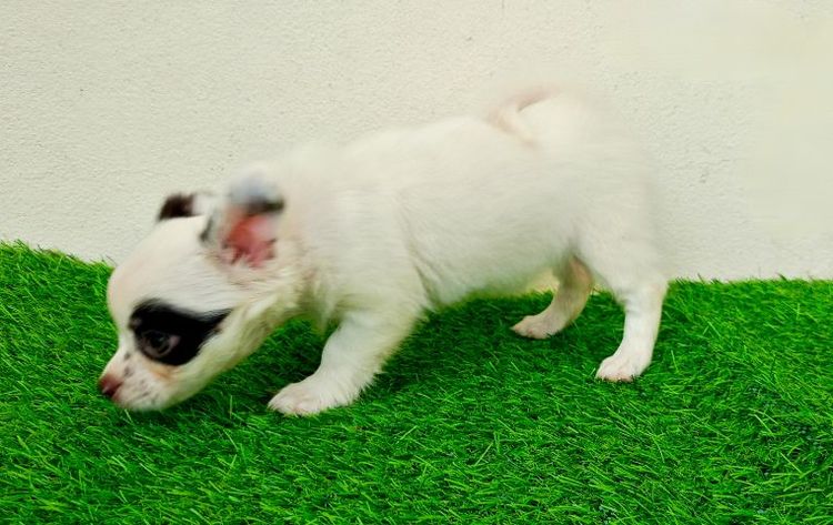 ชิวาว่าสาวน้อย รูปที่ 10